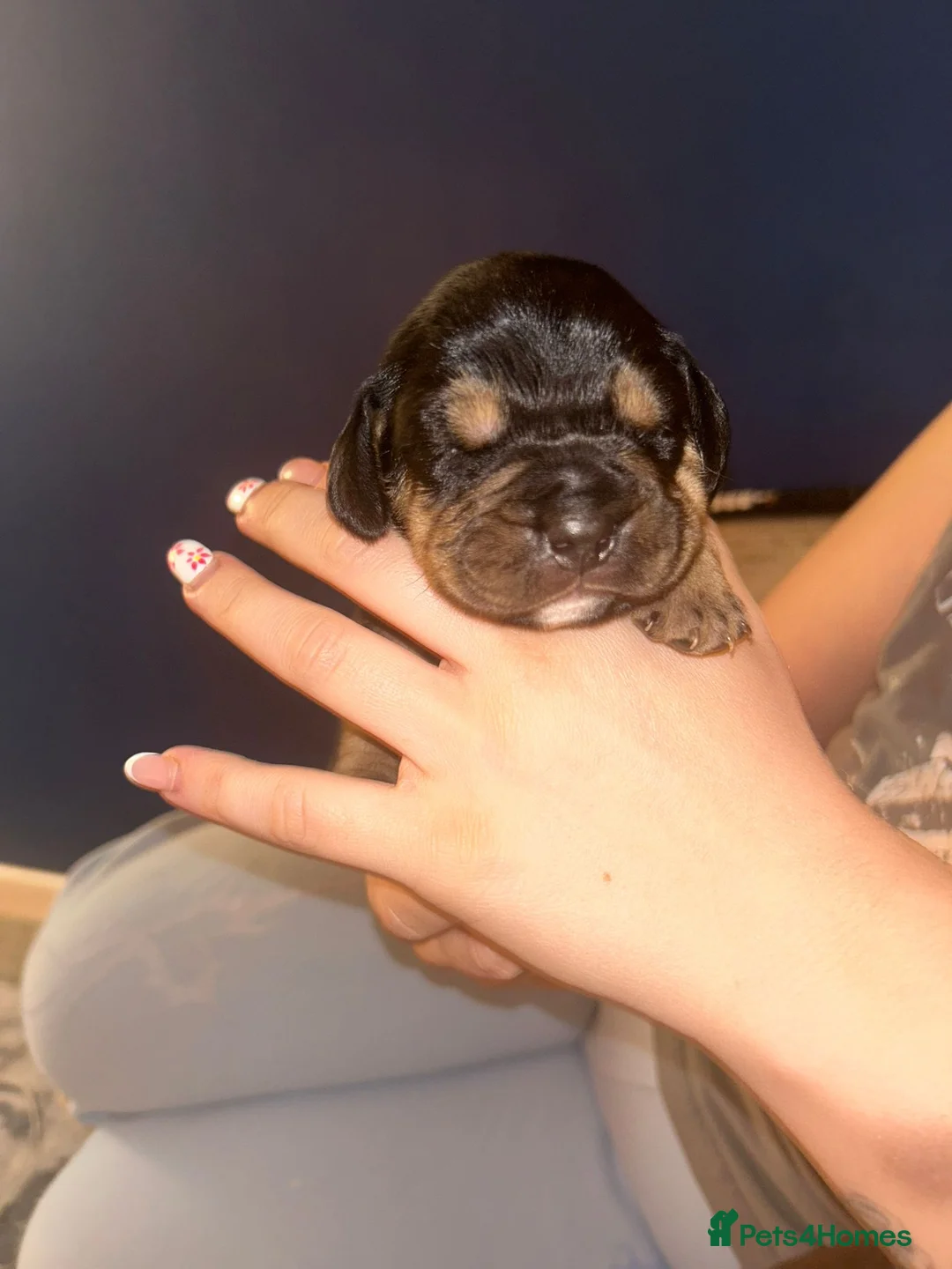 Mixed Breed dogs for sale: Cockerbull puppies for sale 💗 - Advert 9