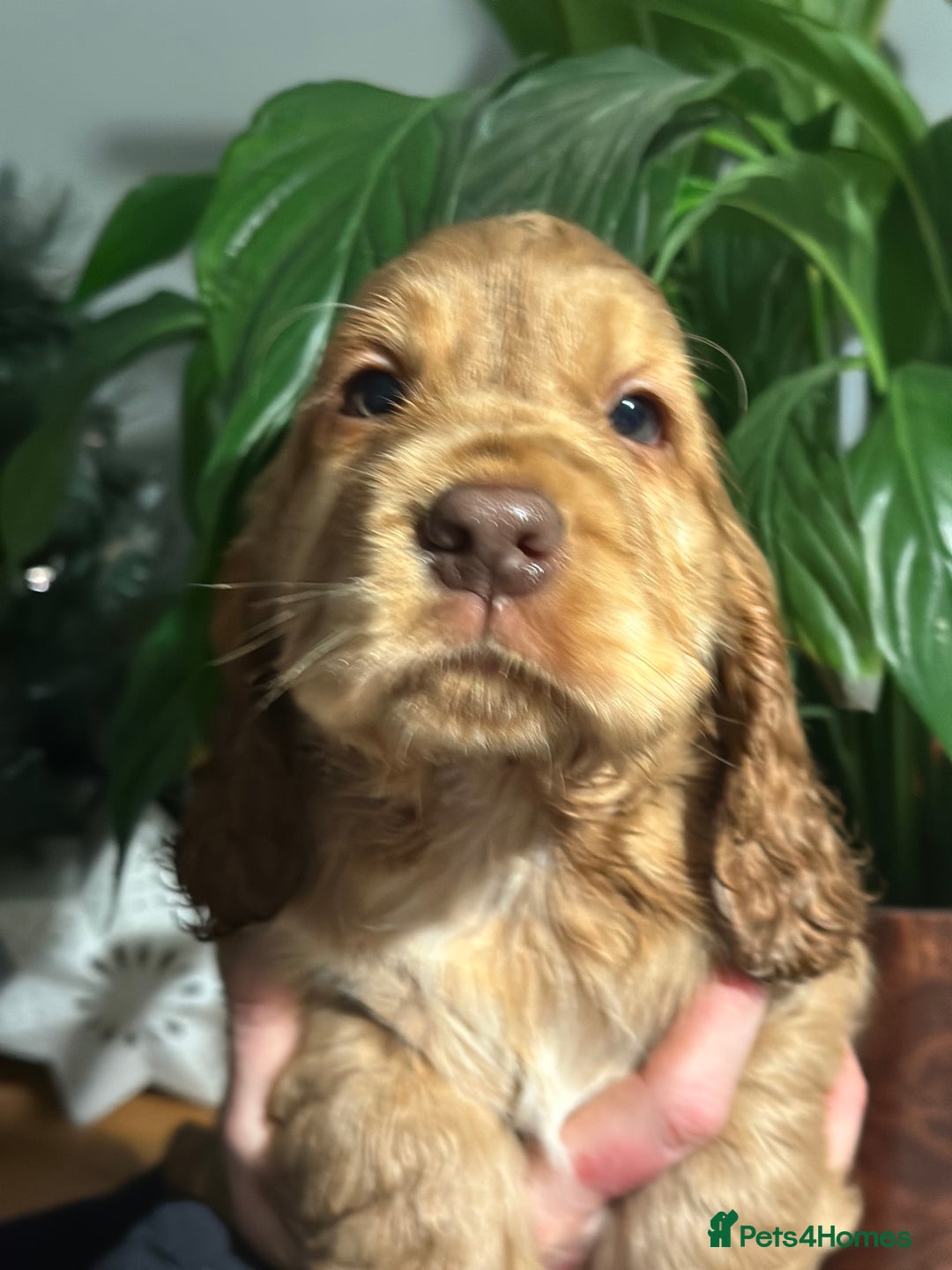 Cocker Spaniel dogs for sale: Beautiful Cocker spaniel pups ready this weekend - Advert 17
