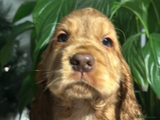 Cocker Spaniel dogs Beautiful Cocker spaniel pups ready this weekend - Advert 1