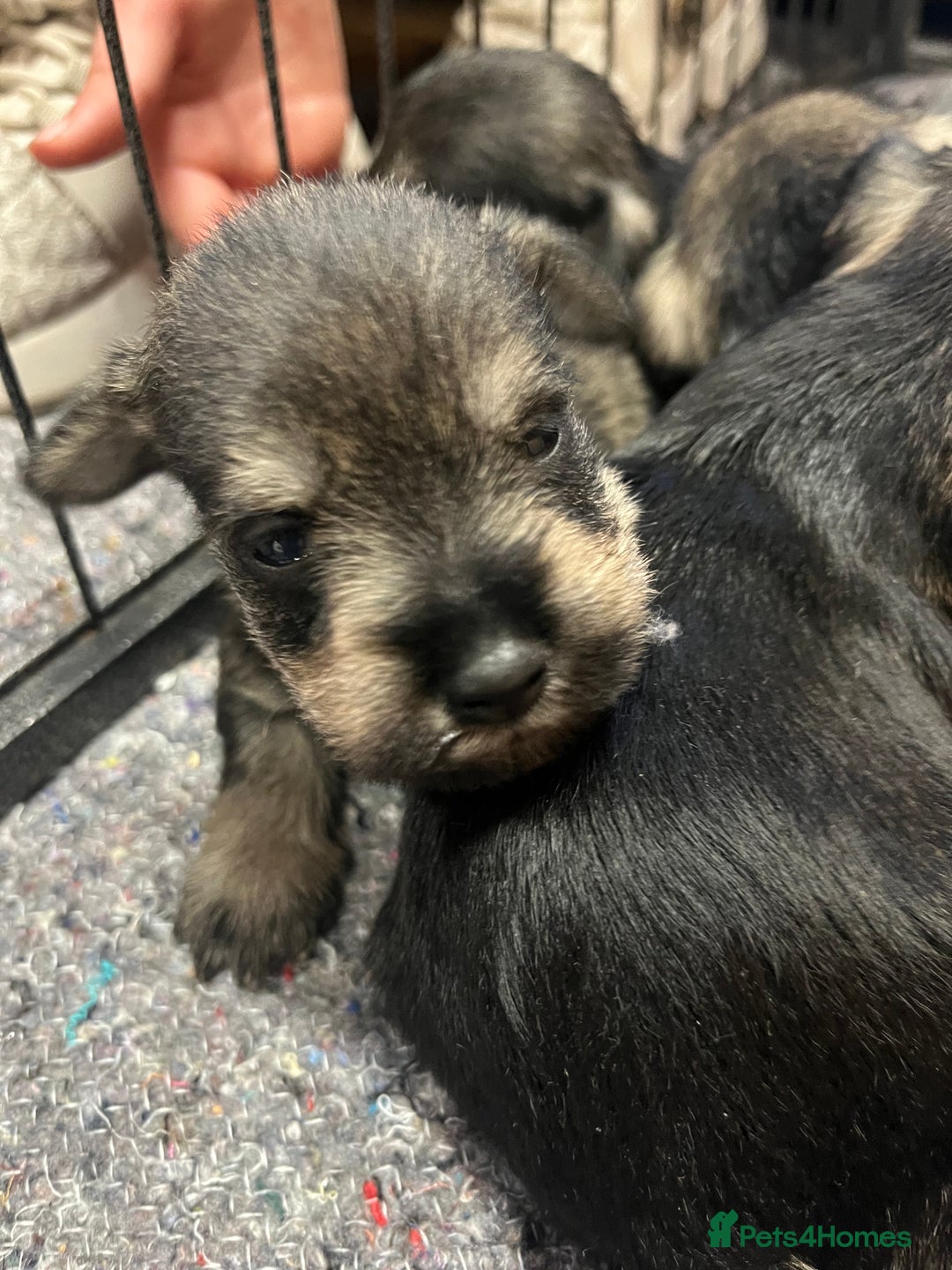 Miniature Schnauzer dogs for sale: KC Miniature Schnauzer Puppies - Image 4