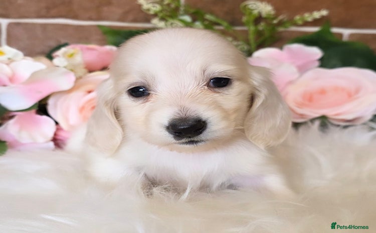 Miniature Dachshund dogs - Advert 4