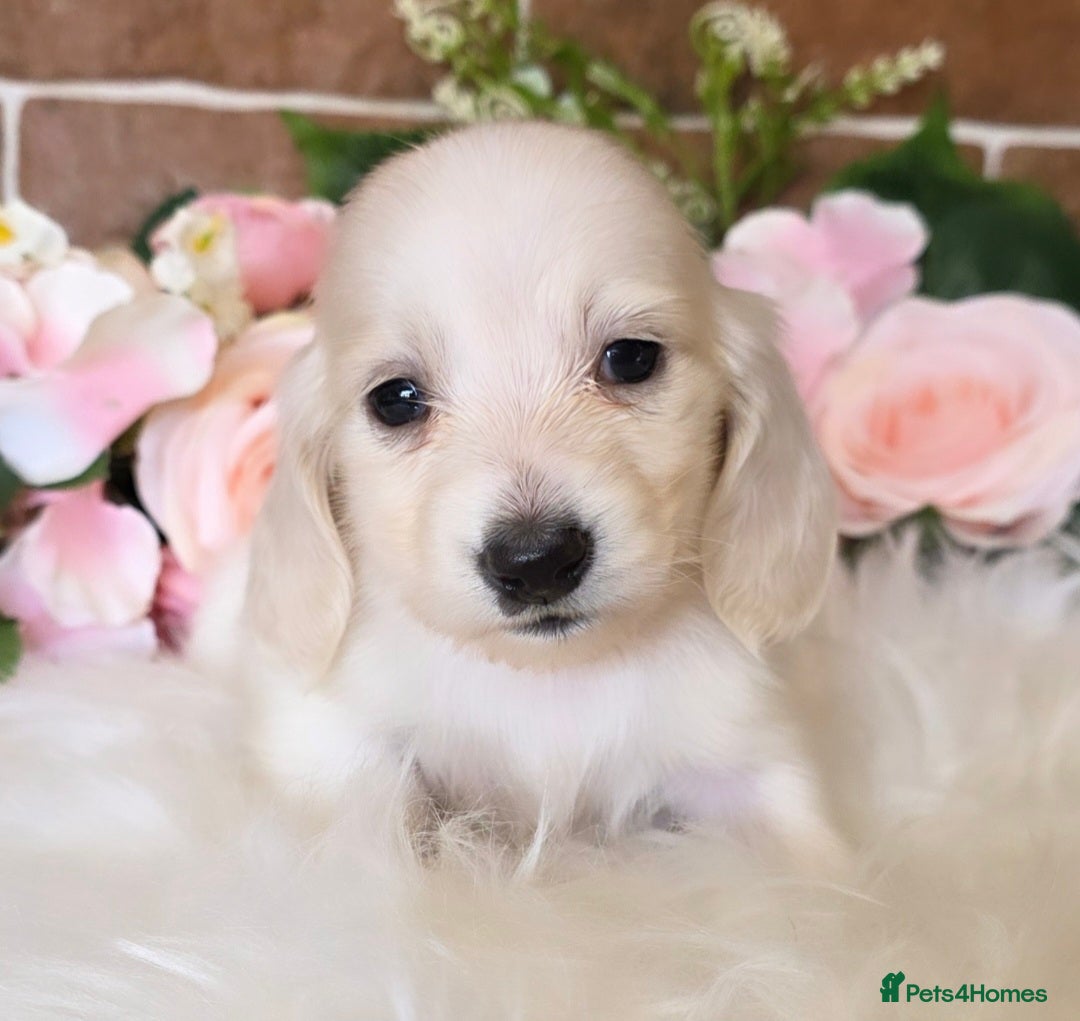 Miniature Dachshund dogs for sale: Stunning KC Reg Clear Cream Mini Dachshunds   - Image 1
