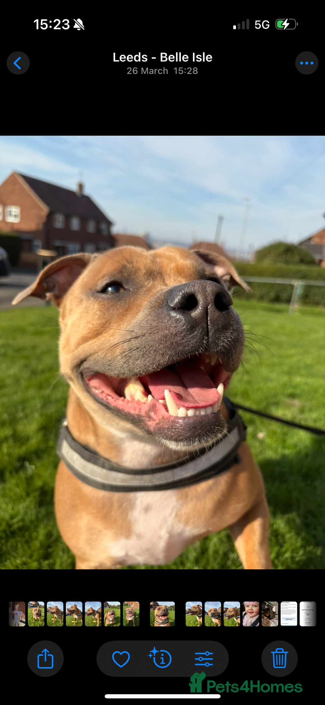 Staffordshire Bull Terrier dogs for sale: Blue staffordshire bull terrier puppies  - Image 2