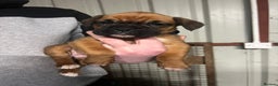 Boxer dogs for sale: Beautiful boxer puppies for sale  - Advert 5