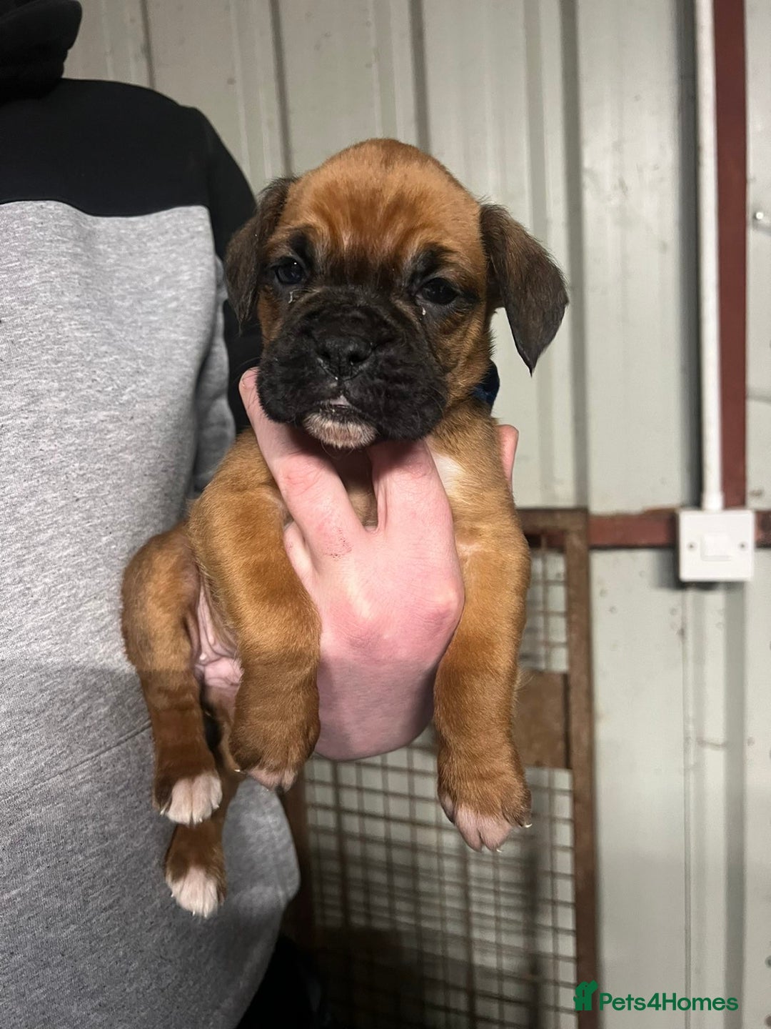 Boxer dogs for sale: Beautiful boxer puppies for sale  - Advert 5