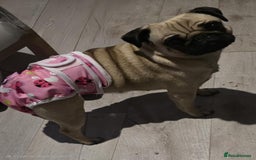Pug dogs for sale: Betsy Pug - Image 3