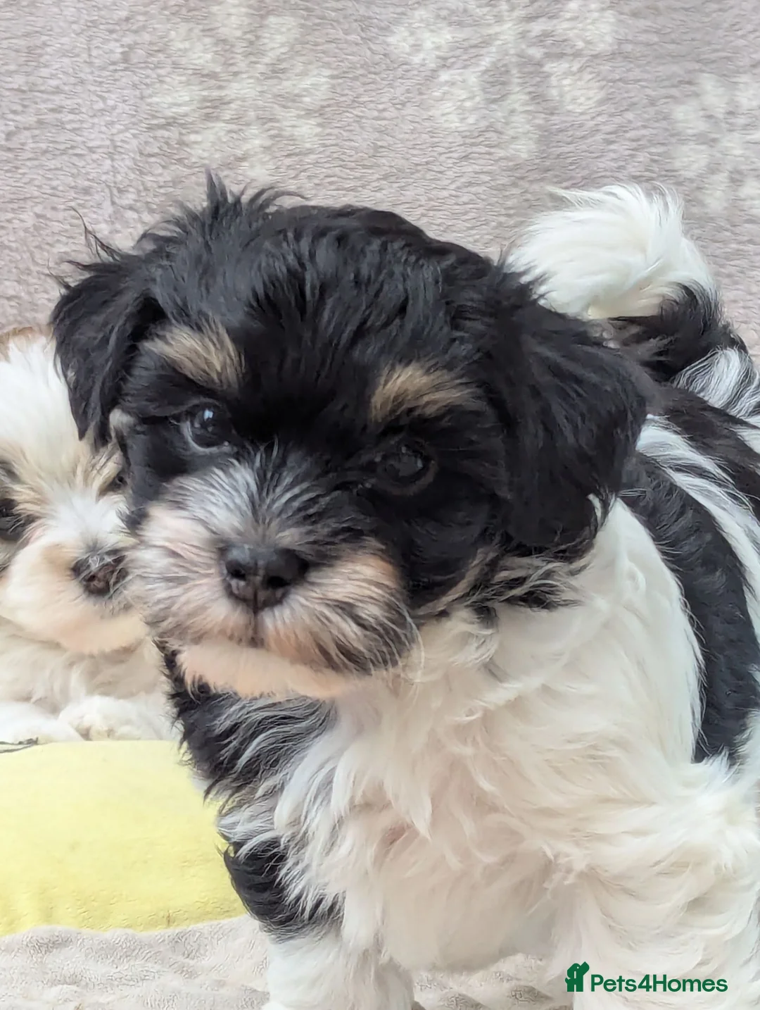 Havanese dogs for sale: Adorable Havanese Puppy Boy Available - Advert 1