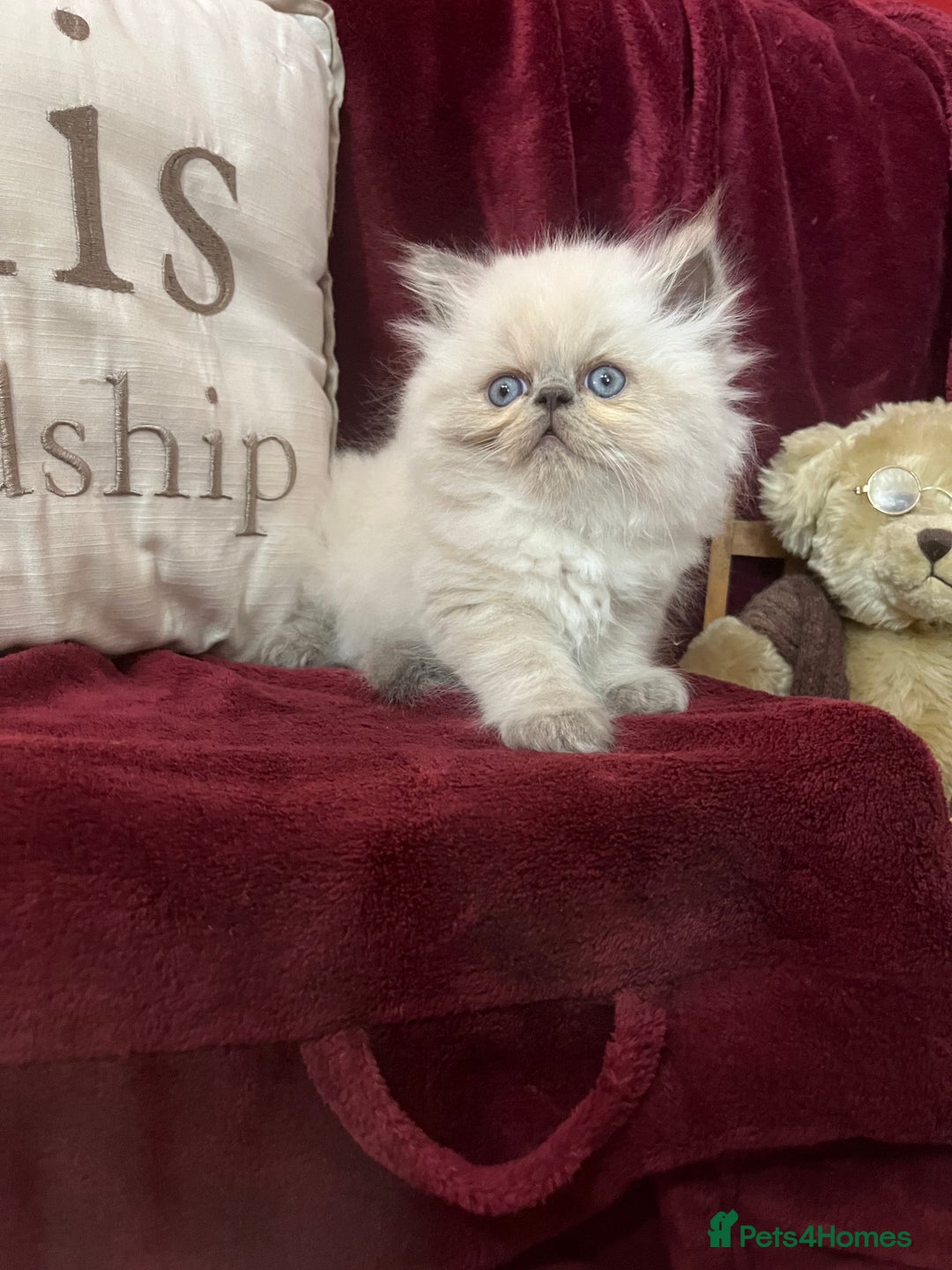 Persian cats for sale: Last kitten Ready Sat. Affectionate Persian Boy 🐾 - Image 4