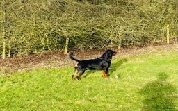 Rottweiler dogs for stud: Big boy ALVIN - Image 20