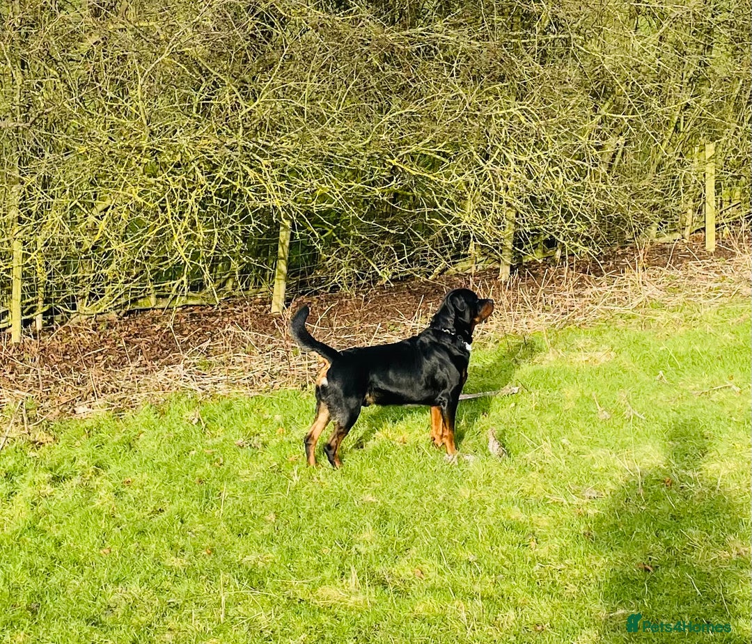 Rottweiler dogs for stud: Big boy ALVIN - Image 20