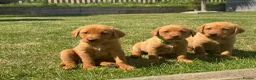 Labrador Retriever dogs for sale: EXCEPTIONAL LABRADOR PUPPIES FROM FTC LINE - Advert 12