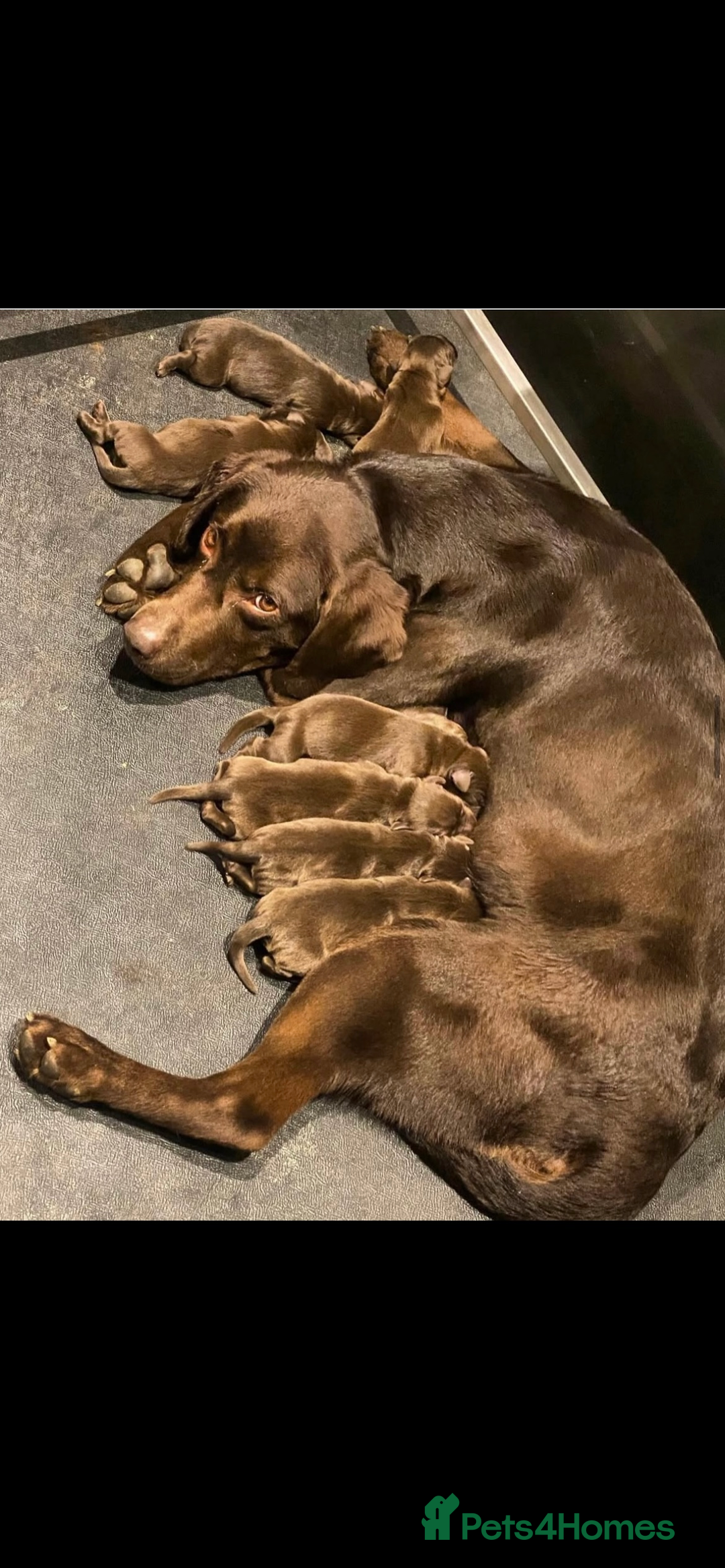 Labrador Retriever dogs for sale: 5 ⭐️  **  CHOCOLATE KC REG VET CHECKED, 1ST VAC - Advert 8