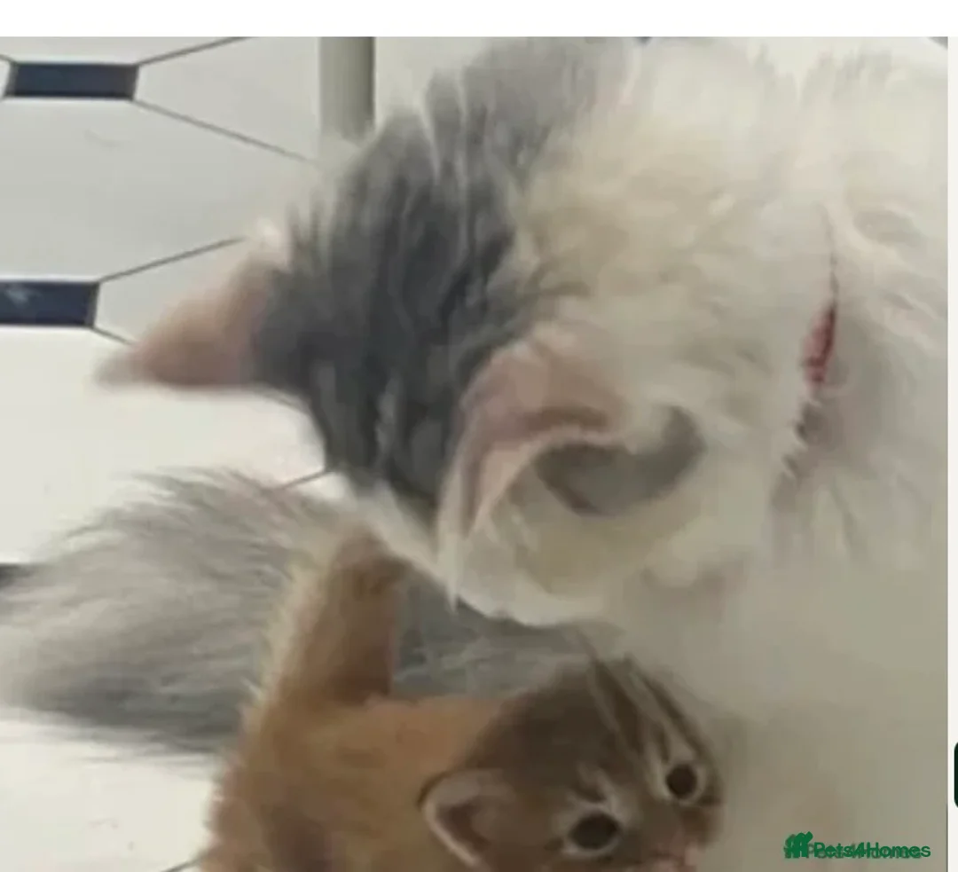 Mixed Breed cats for sale: Kittens 2girls 2boys left ginger/white ready today - Advert 2