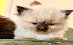 Ragdoll cats for sale: Adorable Ragdoll Kittens  - Image 8