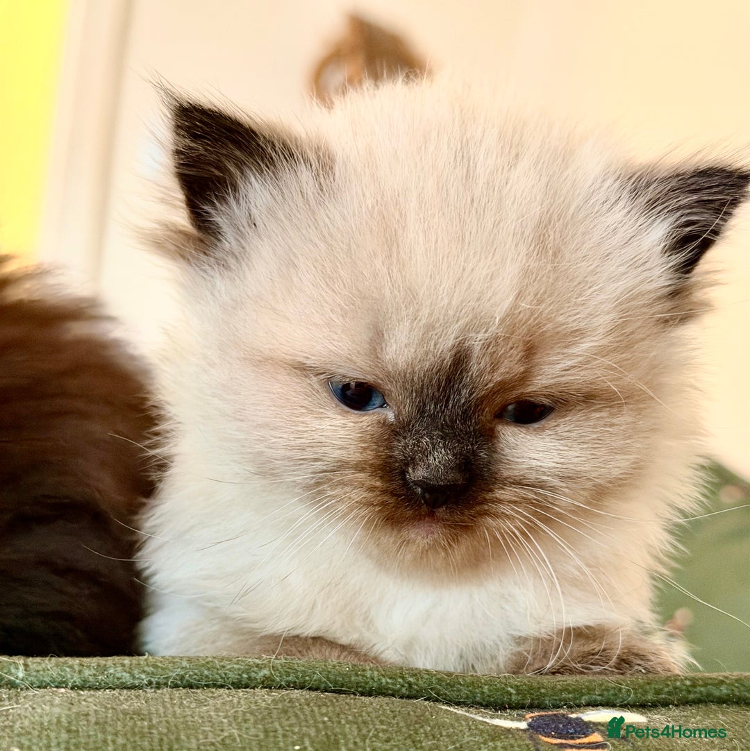 Ragdoll cats for sale: Adorable Ragdoll Kittens  - Image 8