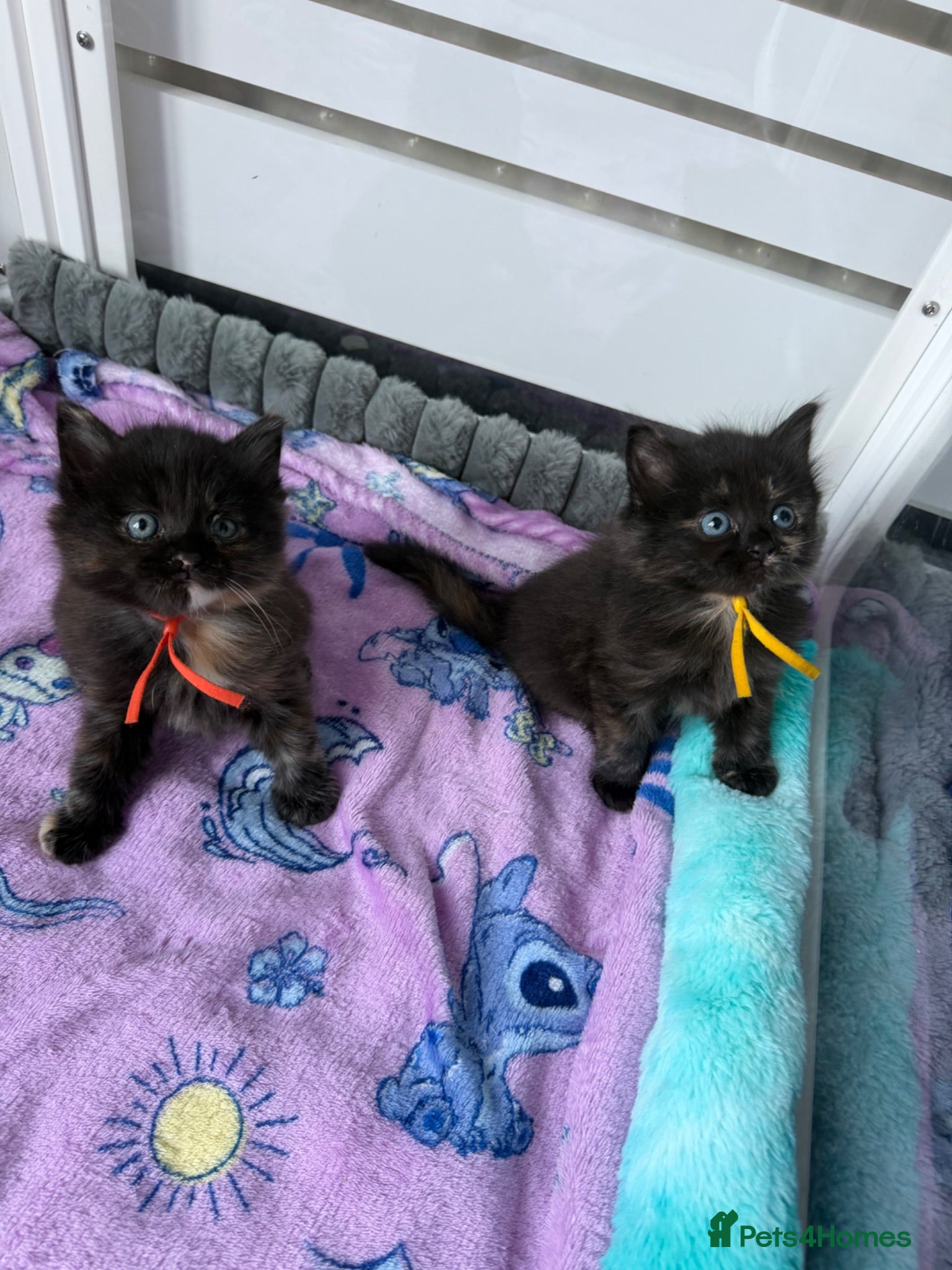 Domestic Shorthair cats Beautiful Kittens - 3 longhaired & 1 shorthaired  - Advert 4