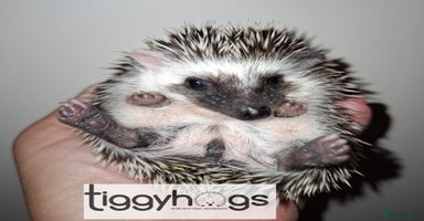 Pygmy Hedgehog rodents - Advert 2