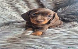 Miniature Dachshund dogs for sale: Last boy available  - Image 2
