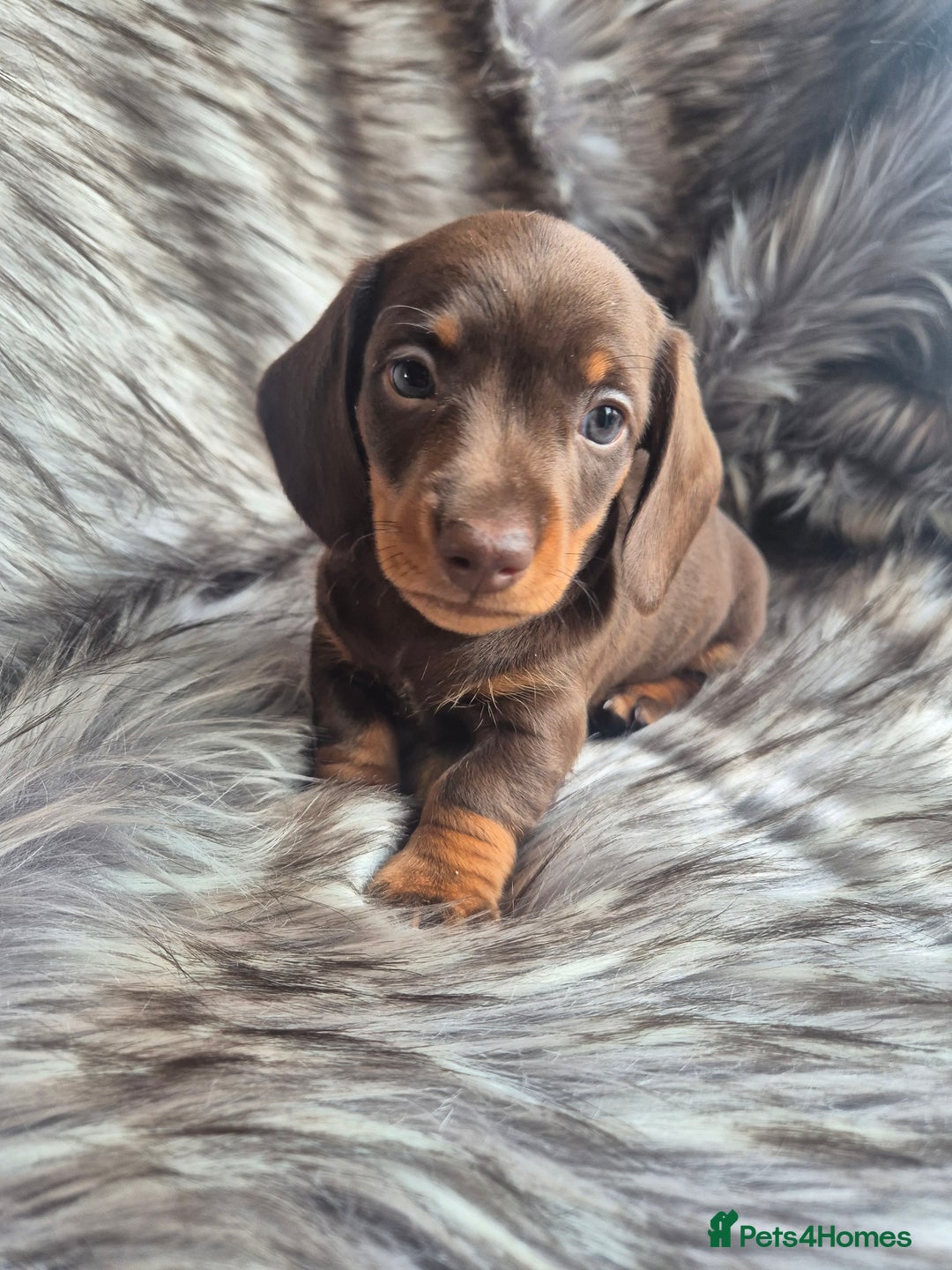 Miniature Dachshund dogs for sale: Last boy available  - Image 2