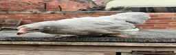 Turkeys poultry for sale: Lavender Pekin Bantam Pullets + Cockerels - Advert 7