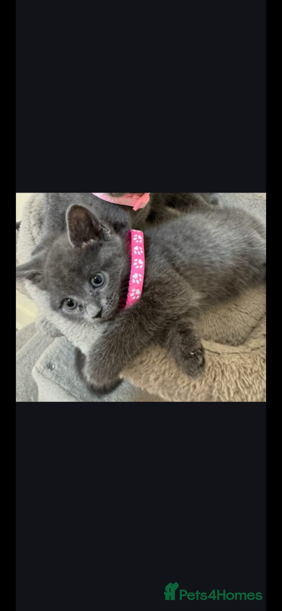 Russian Blue cats for sale: Russian Blue  - Advert 2