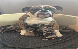 Old Tyme Bulldog dogs for sale: Beautiful old tyme bulldogs  - Image 10