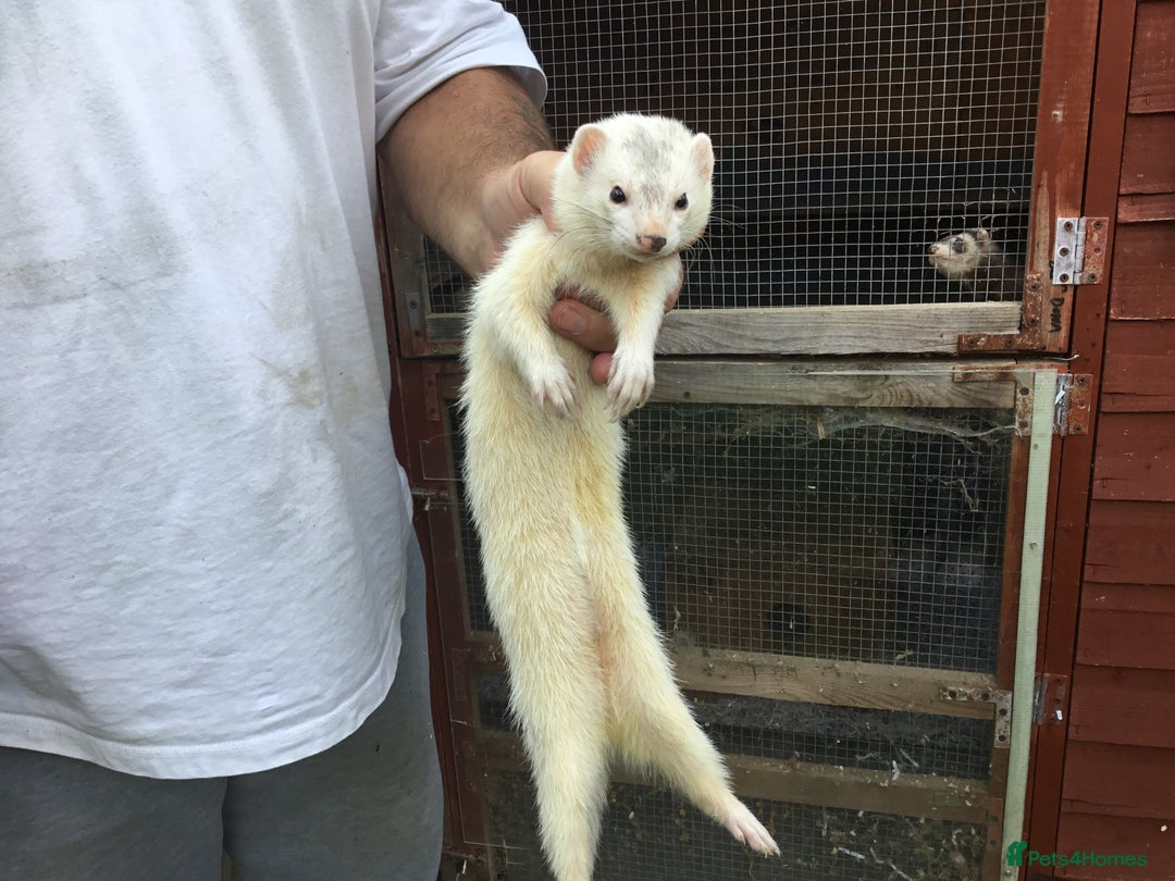 Ferret rodents for sale: Silver Males Brothers  - Image 2