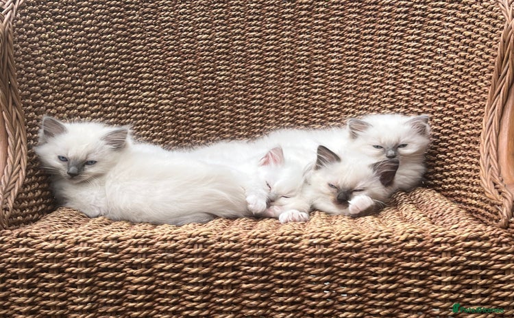 Ragdoll cats - Advert 8