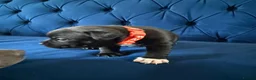 Staffordshire Bull Terrier dogs for sale: KC Staffordshire Bull Terrier Puppies - Advert 22