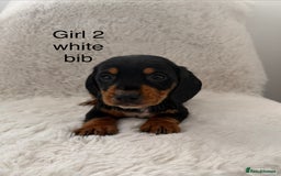 Mixed Breed dogs for sale: Docker dachshund ** paniel puppies  - Image 11