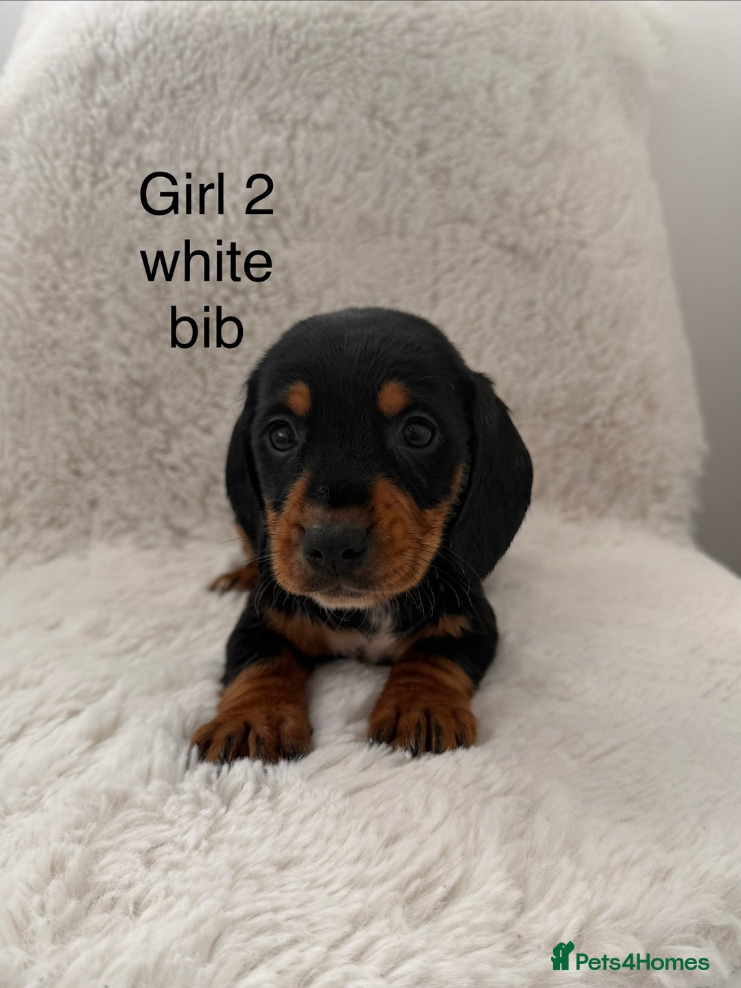 Mixed Breed dogs for sale: Docker dachshund ** paniel puppies  - Image 11