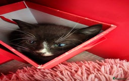 Mixed Breed cats for sale: Kittens for sale 🐱 - Image 11