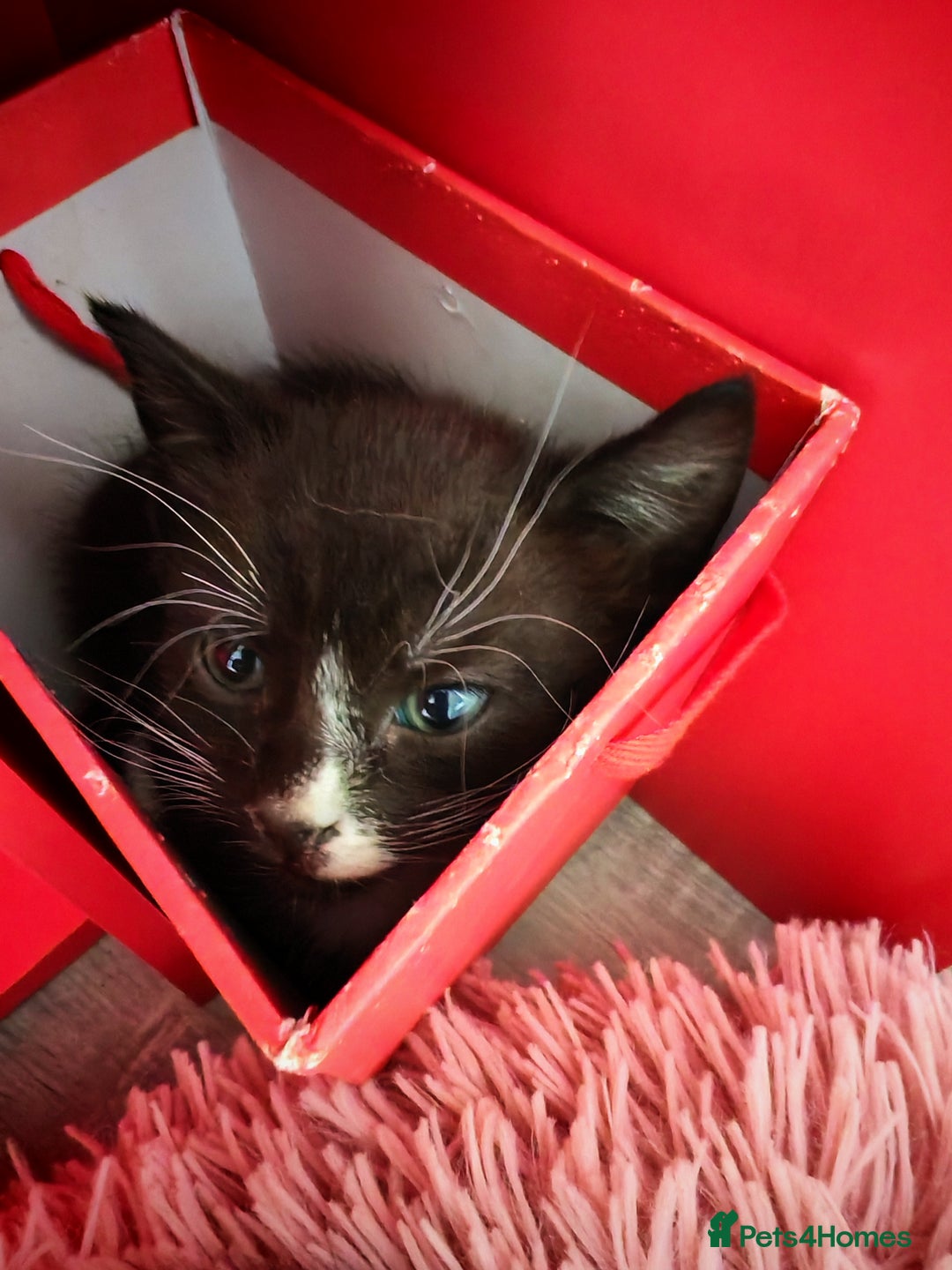 Mixed Breed cats for sale: Kittens for sale 🐱 - Image 11