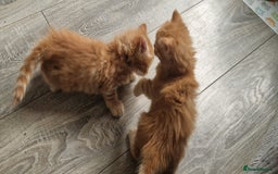 Domestic Shorthair cats for sale: 6 Adorable DSH kittens! Ginger & tabby babies ❤️  - Image 9
