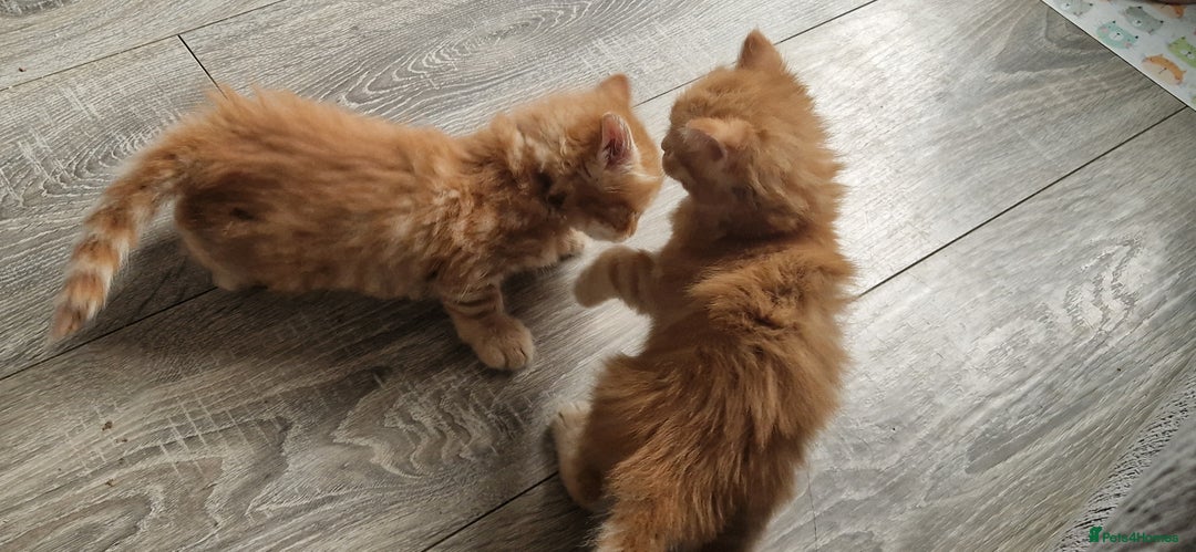 Domestic Shorthair cats for sale: 6 Adorable DSH kittens! Ginger & tabby babies ❤️  - Image 9