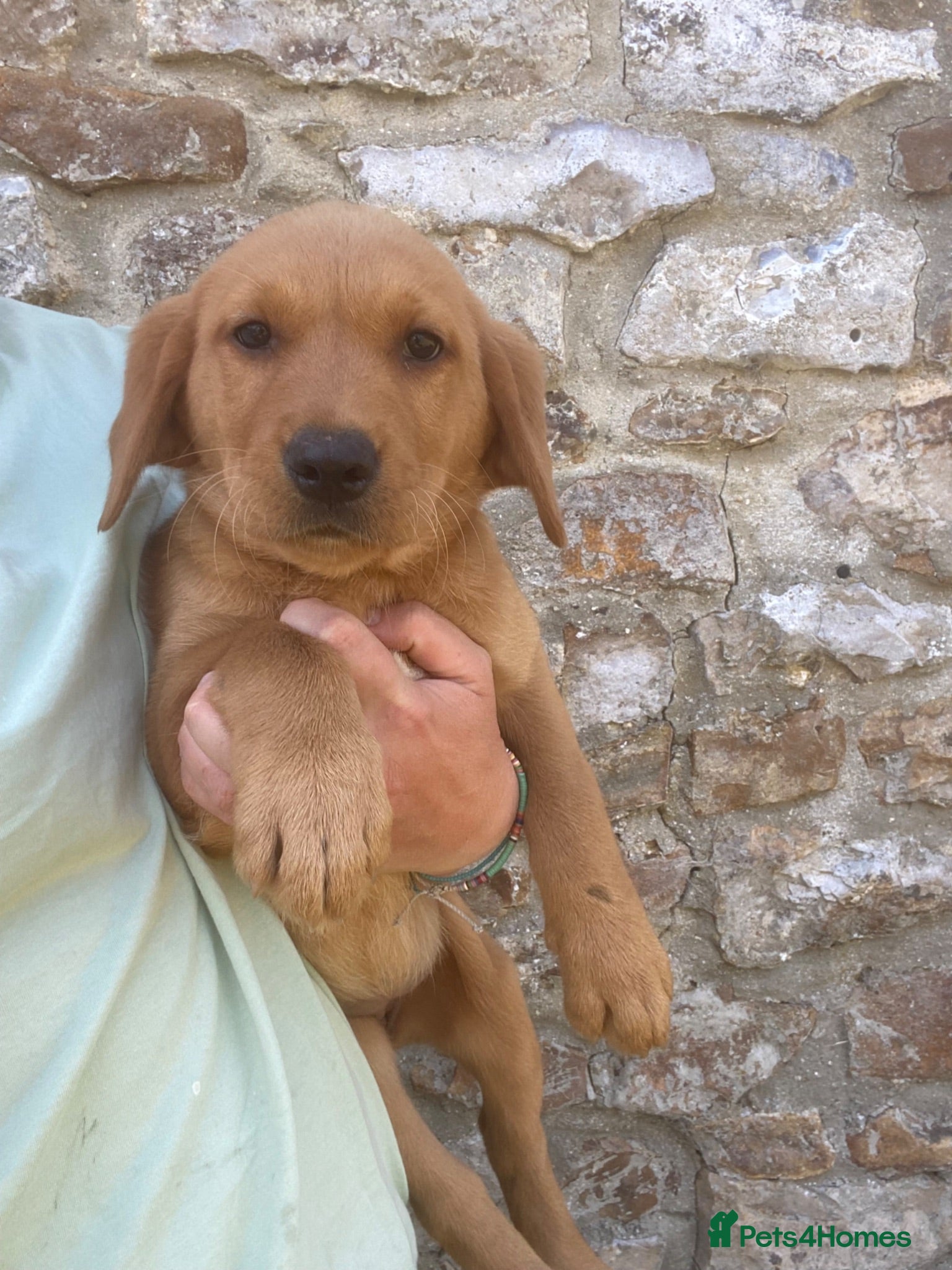 Labrador Retriever dogs Gorgeous Kc registered Labrador  - Advert 2