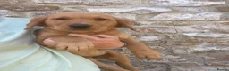Labrador Retriever dogs for sale: Gorgeous Kc registered Labrador  in Honiton - Advert 1