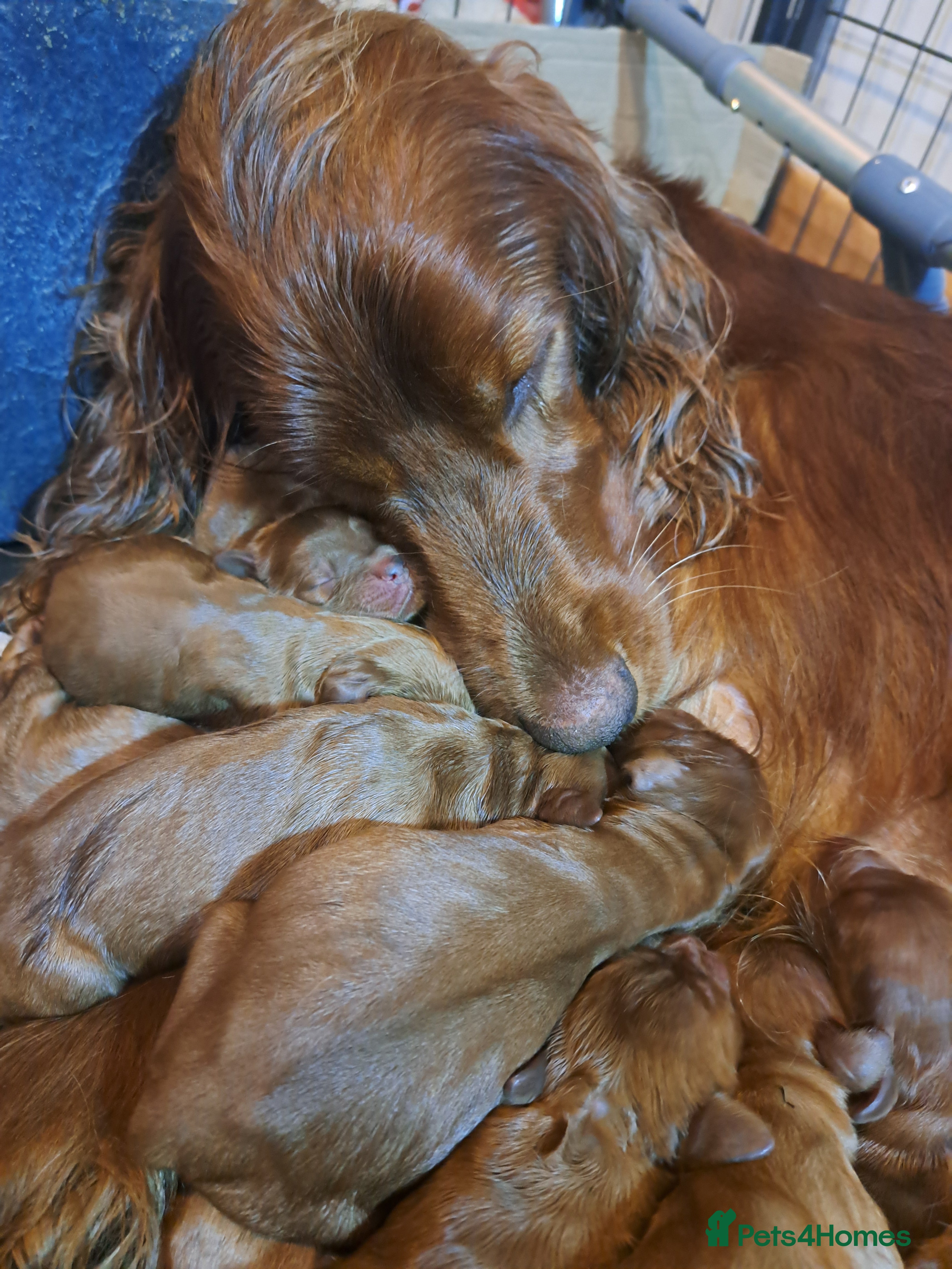 Irish Setter dogs Irish setter puppies  - Advert 6