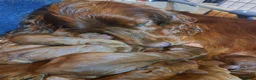 Irish Setter dogs for sale: Irish setter puppies  - Advert 1
