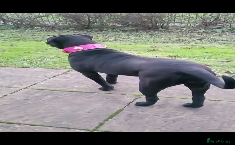 Cane Corso dogs - Advert 2