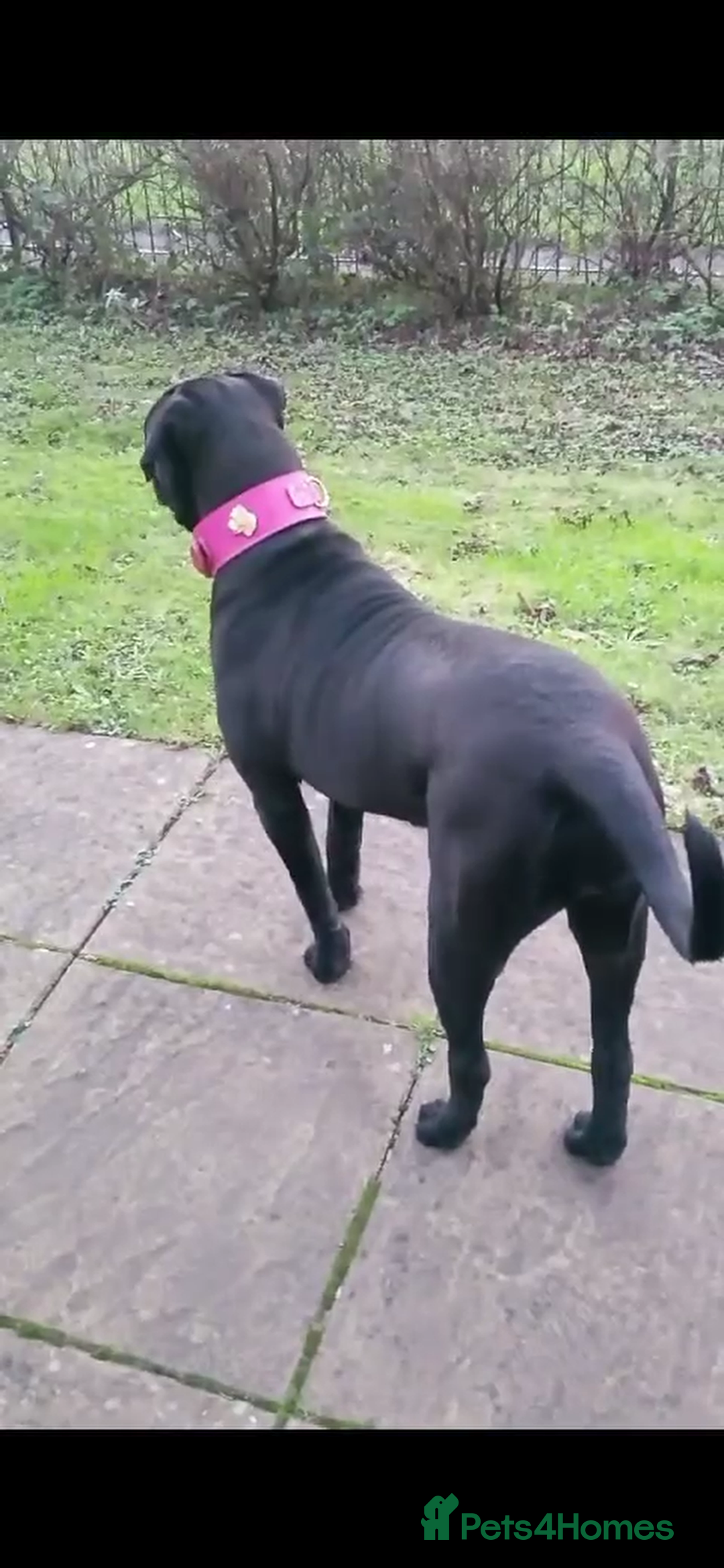 Cane Corso dogs for sale: Cane Corso Girl  - Image 1