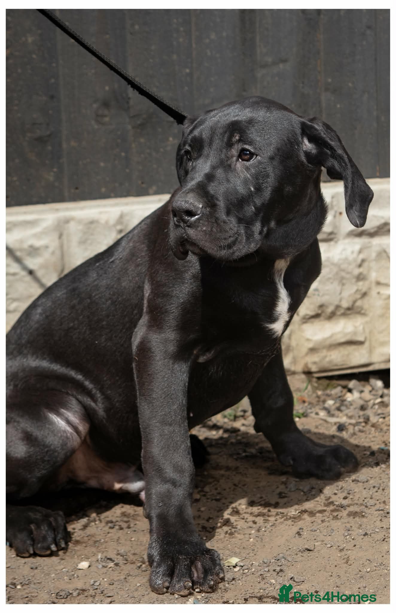 Presa Canario dogs Presa Canario puppies REDUCED 4left - Advert 14