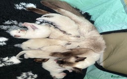 Ragdoll cats for sale: Adorable Ragdolls- DNA Clear Parents 🌟 - Image 7