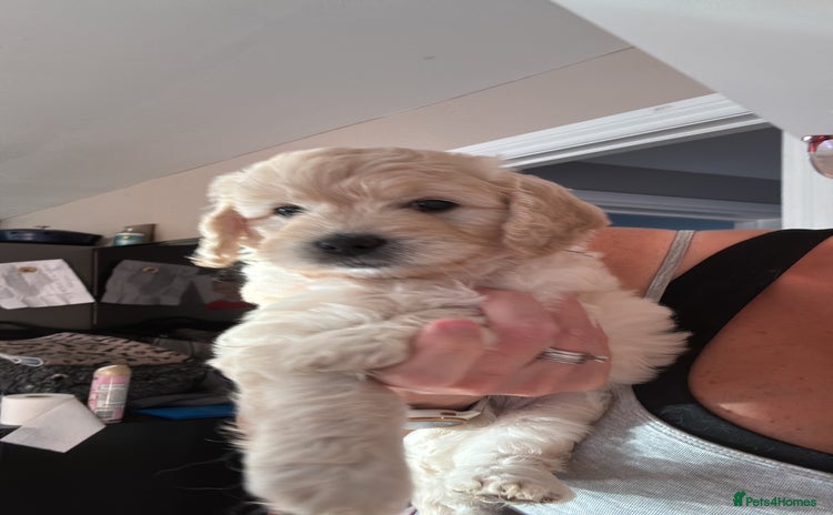 Goldendoodle dogs - Advert 5