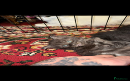 Maine Coon cats for sale: Maine coon kittens - Image 6