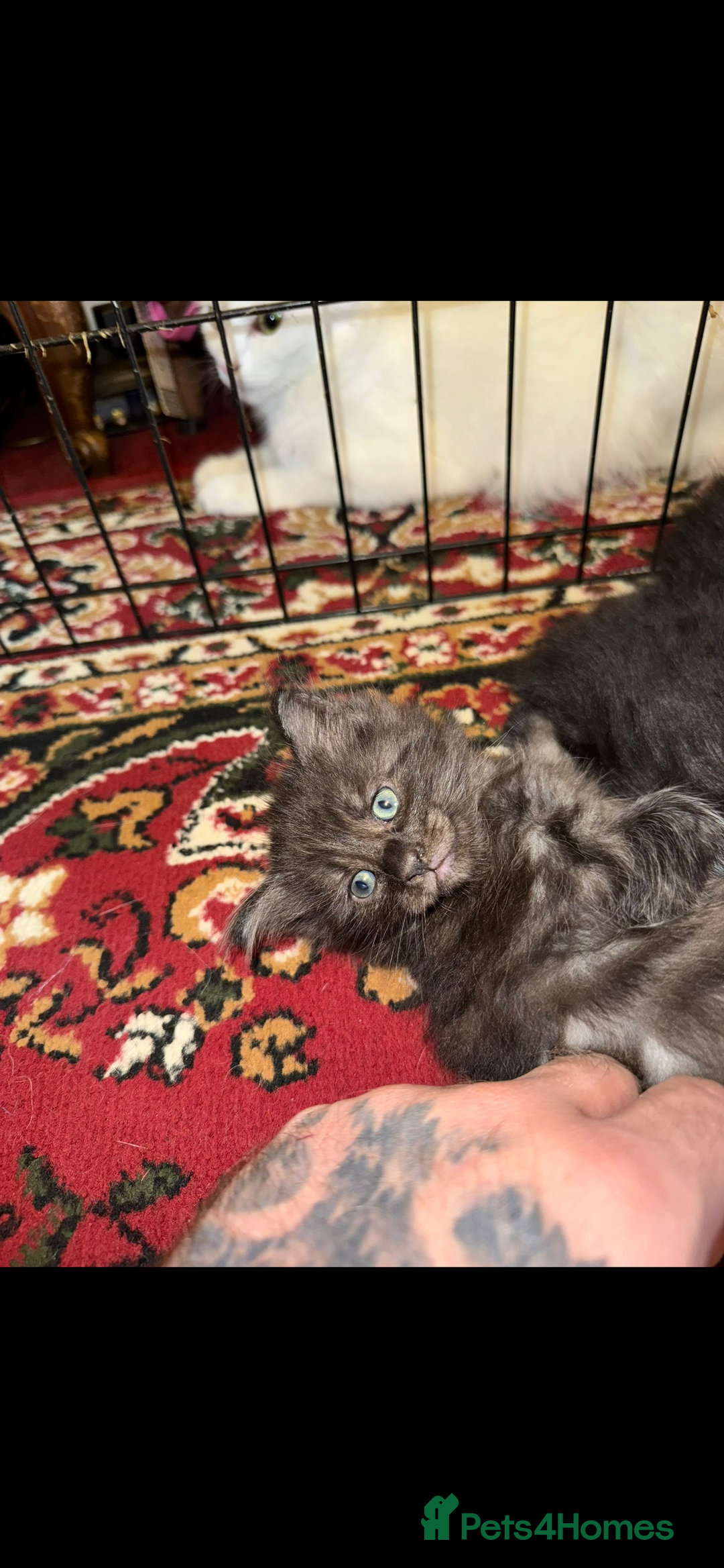 Maine Coon cats for sale: Maine coon kittens - Image 6
