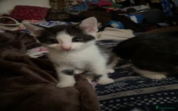 Mixed Breed cats for sale: Kittens  - Image 16