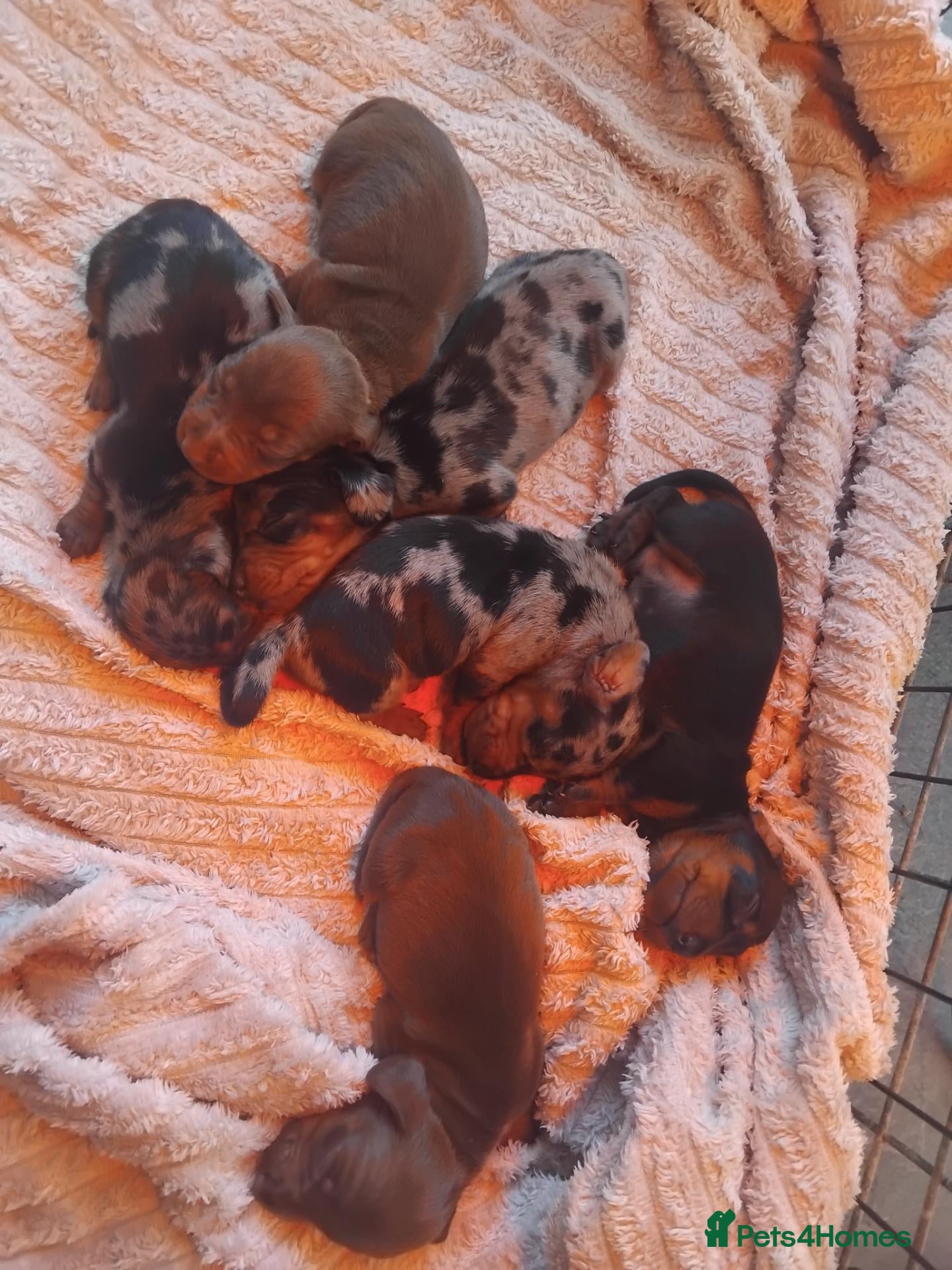 Miniature Dachshund dogs Kc registered miniature dashchund  - Advert 20