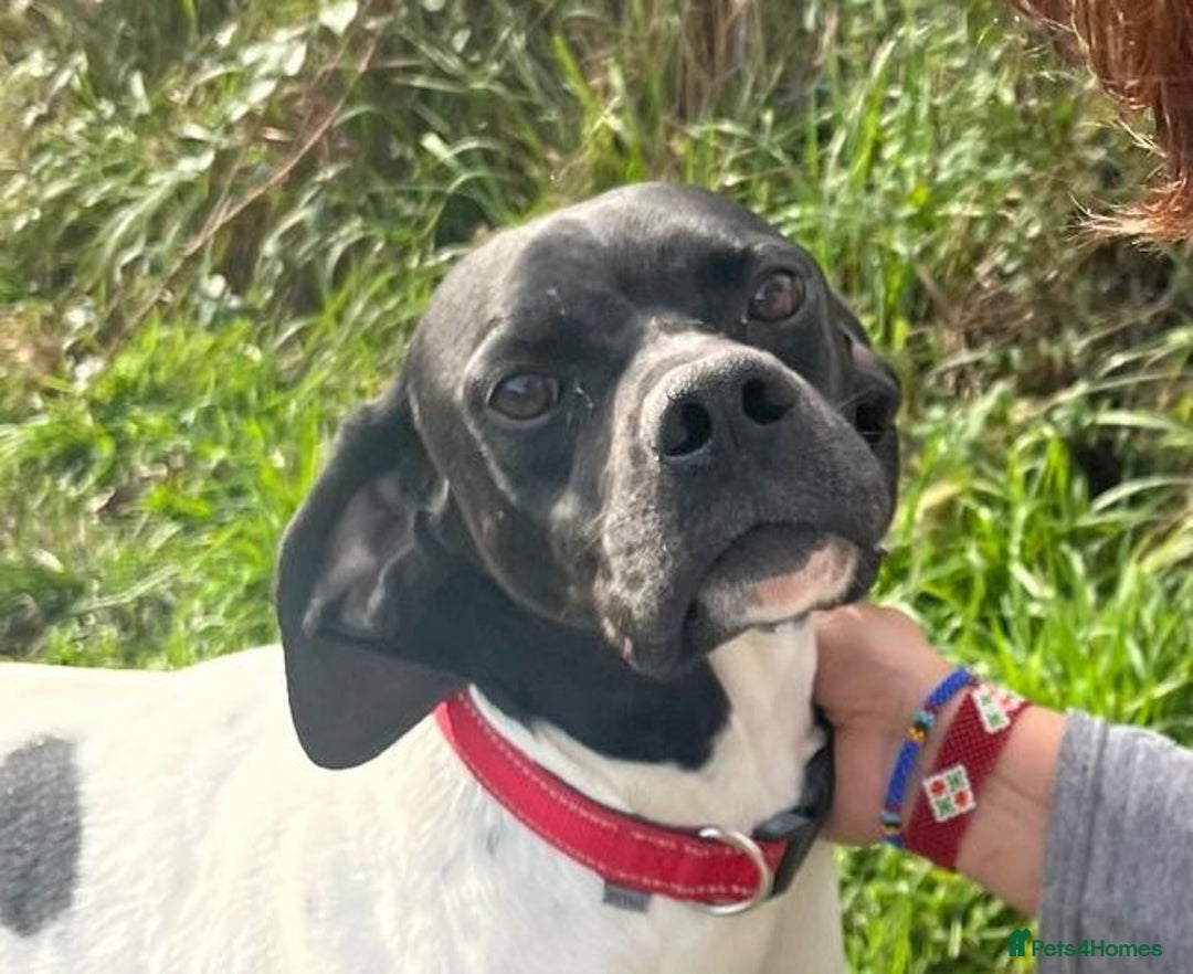 Pointer dogs for adoption: Pointer, Duke  - Advert 8