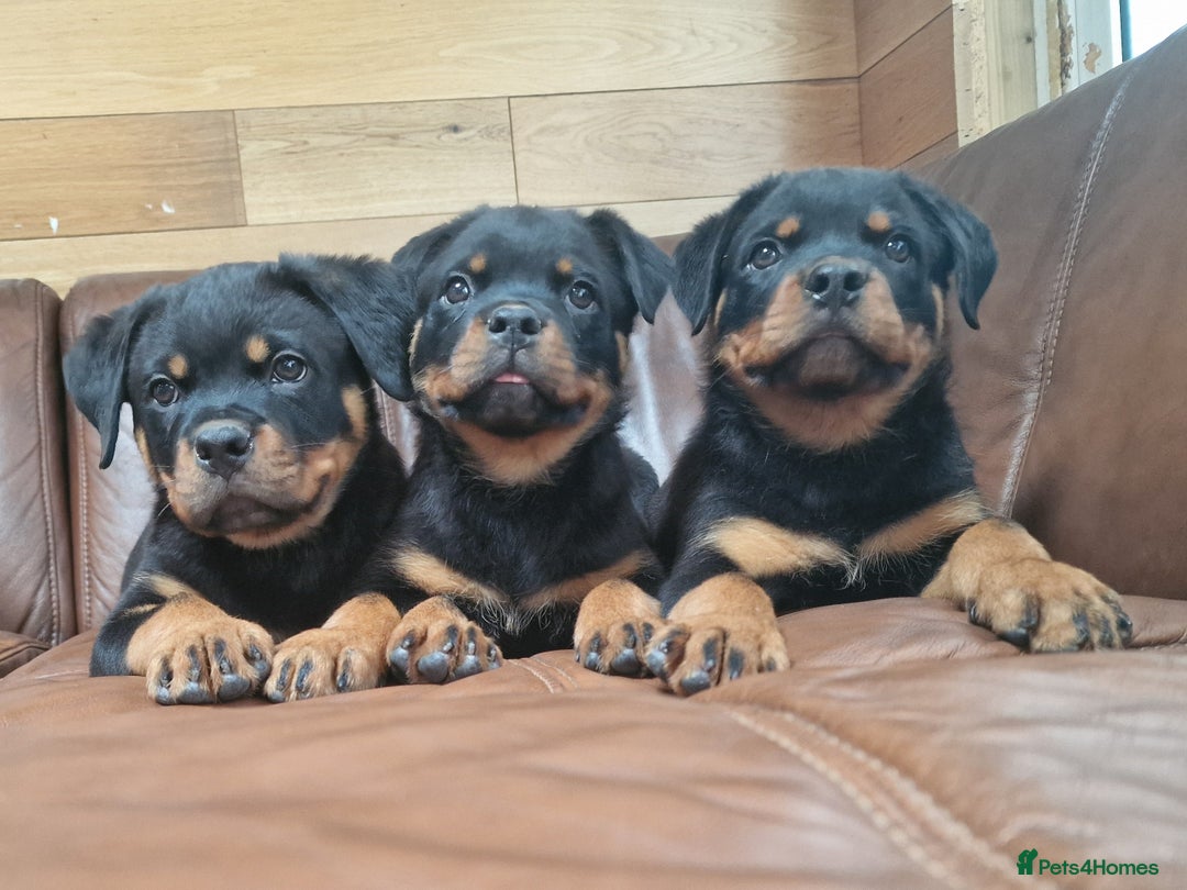 Rottweiler dogs for sale: Puppies available to good home  - Image 6